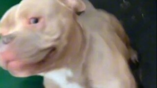 抚慰犬：怕狗是你的谎言