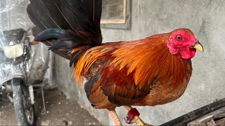 1st Win Standard Bantam 7months (Unscratched🤫) #Bantameros