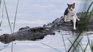 "Mèo: Hãy cẩn thận, tôi sẽ chỉ biểu diễn một lần thôi❷"