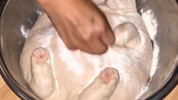 “Pick the Cat You Love”