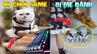 Thú Cưng Vlog | Mèo Và Mun Siêu Quậy #8 | Mèo thông minh vui nhộn | Smart cat funny pets