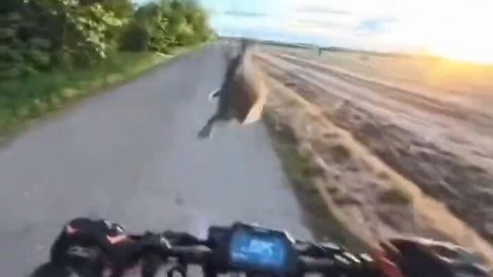 The probability of being kicked in the face by a rabbit is not zero.