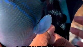 It’s very sci-fi. Check out the special mechanisms hidden in the bodies of marine creatures.