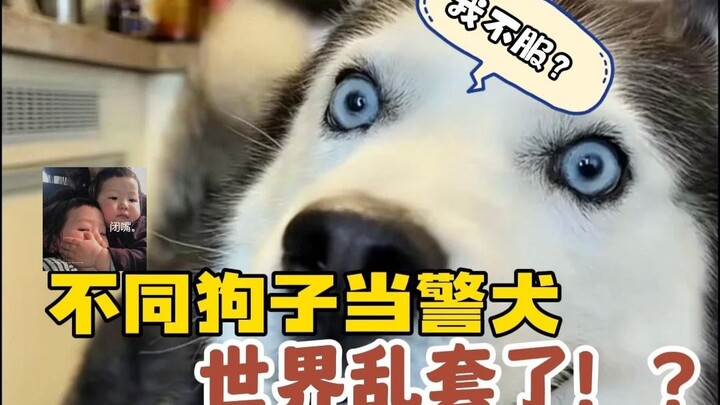We’re all dogs—why can’t I be a police dog? I refuse to accept this!