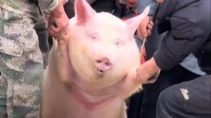 تعامل مع إنقاذ الحيوانات بعقلانية: لا تدع حسن النية يتحول إلى أذى!