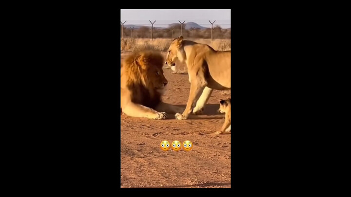 Status The Lion King juga tidak setinggi itu.