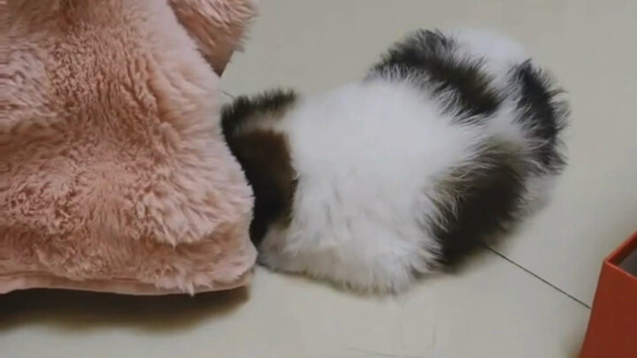 جرو صغير متعلق جدًا بمالكه، وصل للتو إلى المنزل منذ قليل.