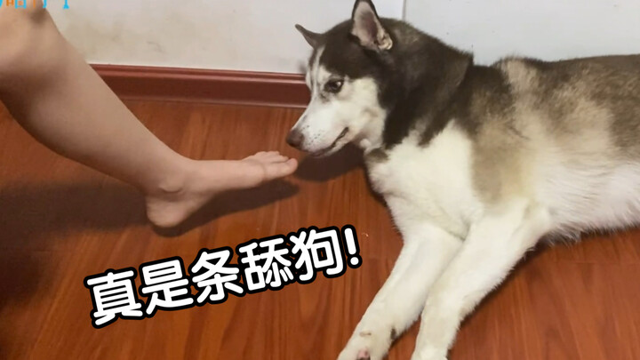 The male and female owners each place their feet next to the husky’s nose—his lowly status is crysta
