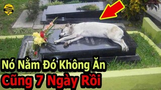 🔴Khóc Hết Nước Mắt Với 7 Chú Chó Trung Thành Nhất Mọi Thời Đại Khiến Hàng Triệu Người Rơi Lệ