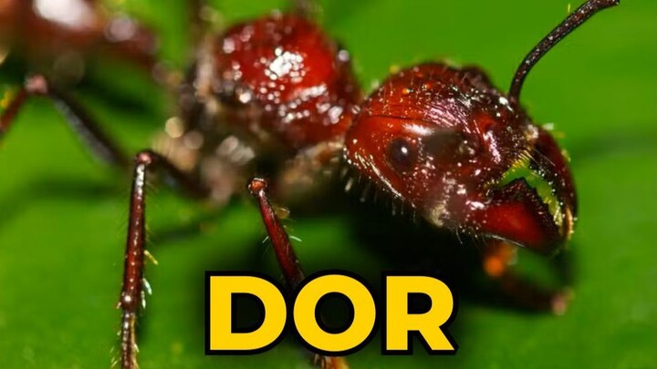 QUAL É A PICADA MAIS DOLOROSA DO MUNDO? (Ranking das Piores)