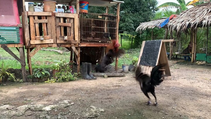 Black vs Peruvian another spar