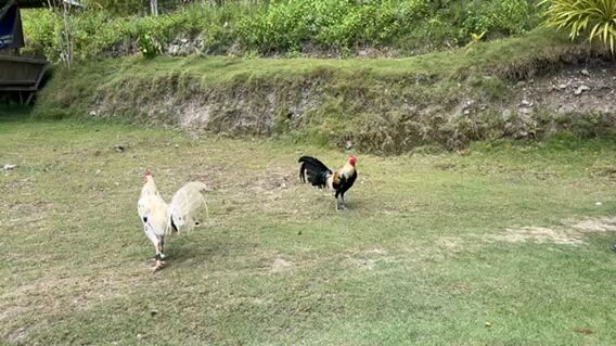 kakunti nlang manok hehe