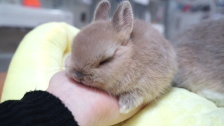 Just how cute is Baby Rabbit?