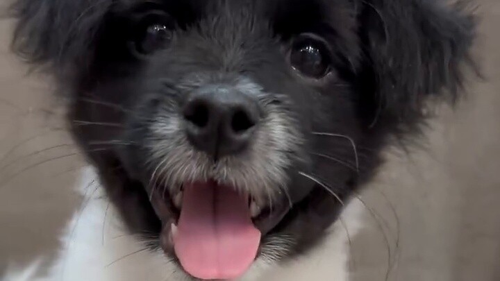 ظننت أن ذلك كان عاديًا فقط، أتمنى لكم جميعًا عيد قو تشينغ الصحي.