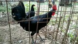 salibad black (rightout) broodcock