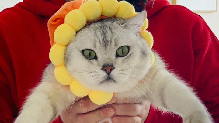 How cunning can a cat get just for snacks? A day in the life of a little kitty!