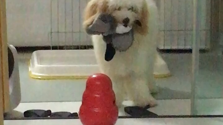 Dog fears red toy