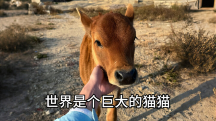 当我把撸猫公式套在牛身上