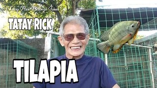 TATAY RICK: TILAPIA