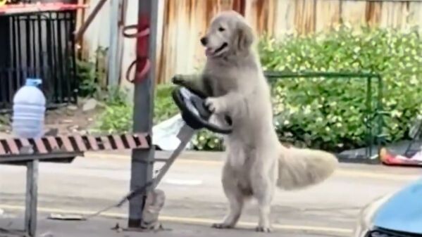 [Animal Voiceover] The coach says even the dogs drive better than I do