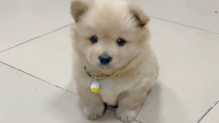 ทุกวันก็ร้องไห้งอแงอยากเลี้ยงหมา คุณย่าก็เลยซื้อลูกหมาตัวหนึ่งมา