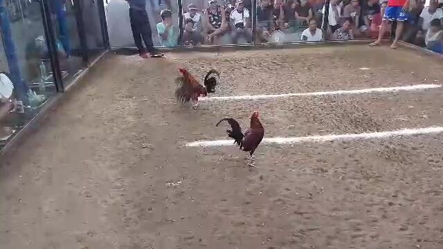 8 months old ulutan win