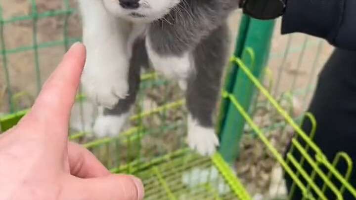 Saat berkunjung ke pasar anjing, bertemu seekor border collie langka berwarna biru dan putih
