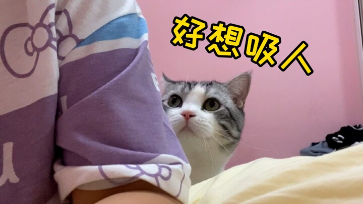 九敏！这猫是人瘾发作了吧？追着主人吸...
