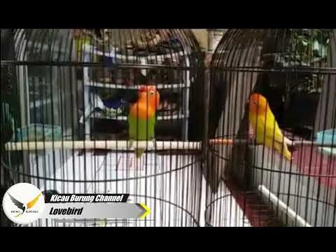 Adu Kuat Dua Lovebird Fighter