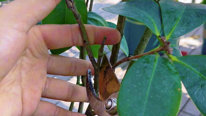 Camellia pruning
