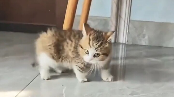 Chúc mừng bạn, đã nuôi được một đứa “có máu phản kháng” rồi~