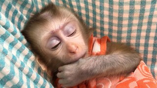 Put the baby monkey to sleep in the hummock