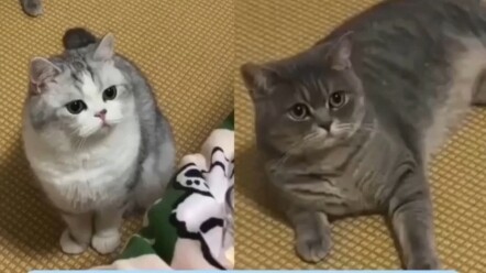 "Sharp-witted" Kitten vs. "Blind" Kitten