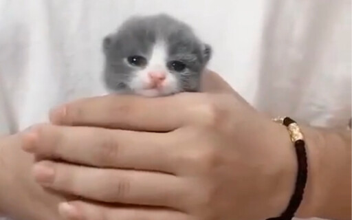 【قطة حليبية لطيفة】 قطتك الصغيرة ظهرت فجأة! القطة الحليبية تتسلق من بين يديك، آ وي مات!