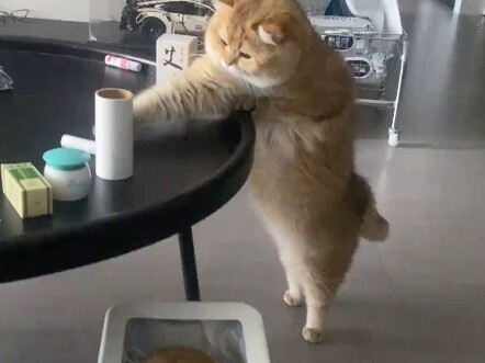 I'm totally hooked on this table specially designed for naughty cats.