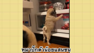 เพื่อนตัวน้อย สัตว์เลี้ยงแสนซน : หมาปั๊กตัวน้อยแสนซน