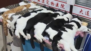 猫猫净身房