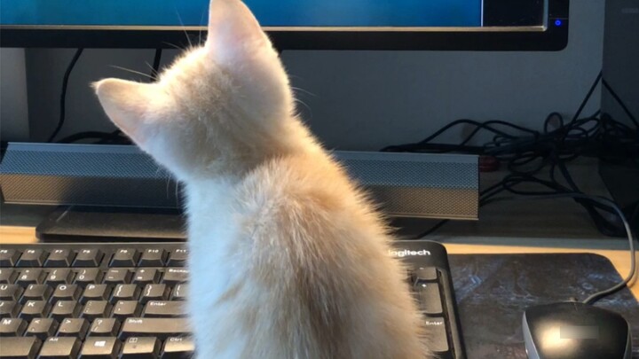 We need to pay close attention to kitten education