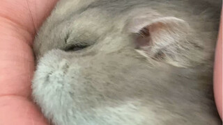 Who can resist an aggrieved rat?