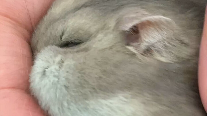 Who can resist an aggrieved rat?