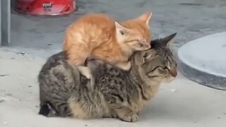 Motherly love knows no species—being a mother makes you strong!