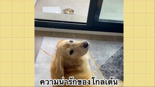 เพื่อนตัวน้อย สัตว์เลี้ยงแสนซน : ความน่ารักของโกลเด้น