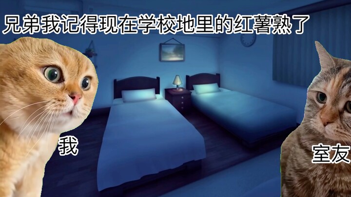 【มีมแมว】ช่วงปิดมหาวิทยาลัย อดอยากจนต้องขโมยมันเทศในโรงเรียนเอาไว้ประทังชีวิต