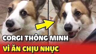 Chú chó Corgi vì MIẾNG ĂN mà chấp nhận CHỊU NHỤC nghe lời Sen 😂 | Yêu Lu