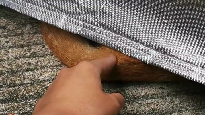 Lén sờ cái mông lộ ra của con mèo hoang, đây có phải là “bích chỉ” không? Kích thích quá đi mất!!