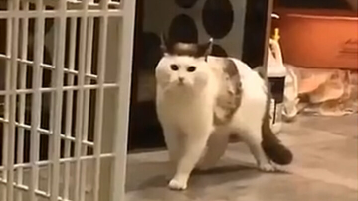 Người nuôi mèo và không nuôi mèo đều im lặng!