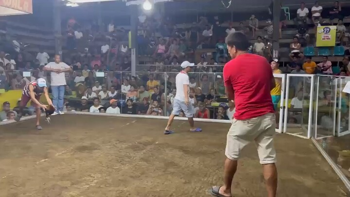 Spoiled grey in action👌🏻 PS. Hindi po eto manok ni patrick antonio haha