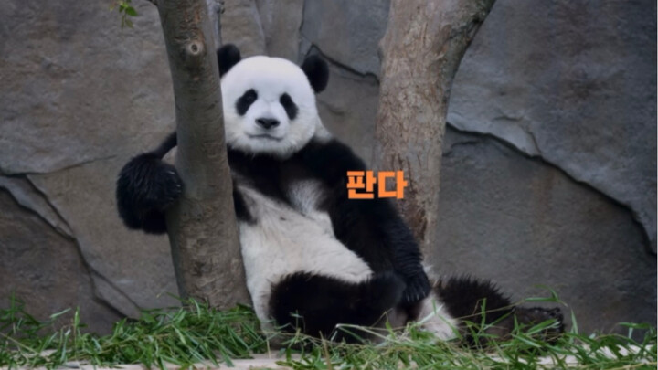 Xiao Lebao’s first commercial for Everland: cute, mischievous, and utterly charming.