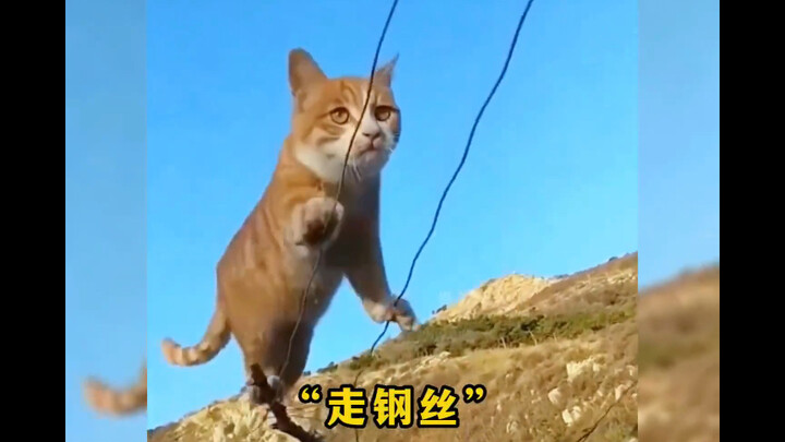 猫咪是怎么做到又可爱又厉害的，满级猫咪高能瞬间