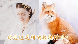 【迪丽热巴|对比向】你见过这样的狐狸精吗？论白凤九与真狐狸的相似度【枕上书】